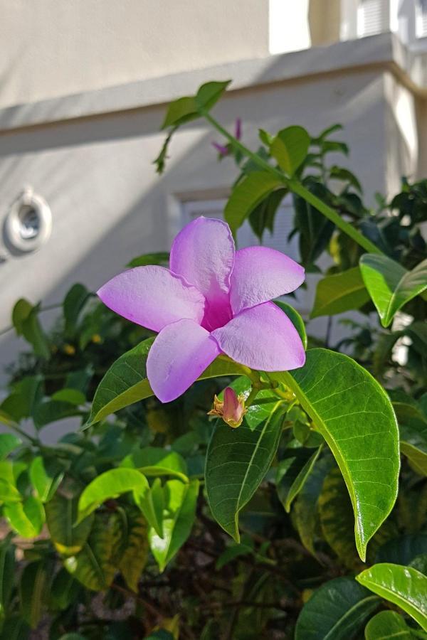 אפרטהוטל גרוס איילט Cap Cove Saint Lucia מראה חיצוני תמונה