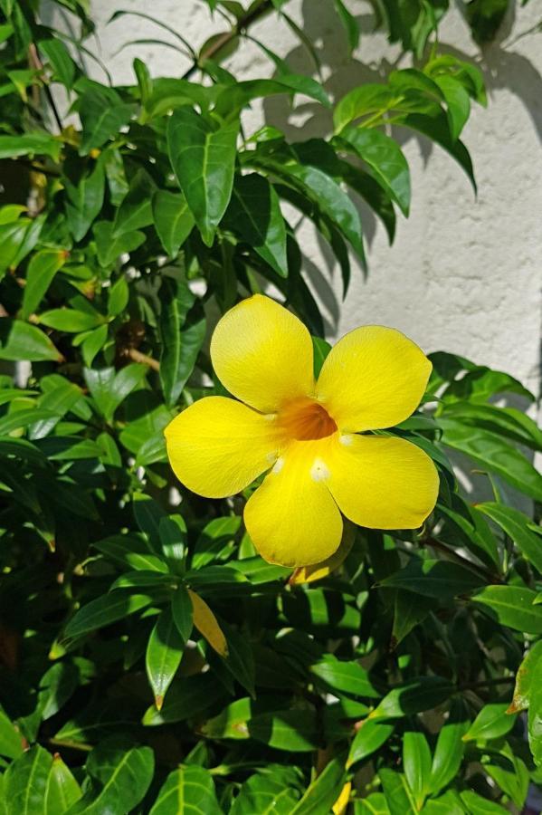 אפרטהוטל גרוס איילט Cap Cove Saint Lucia מראה חיצוני תמונה