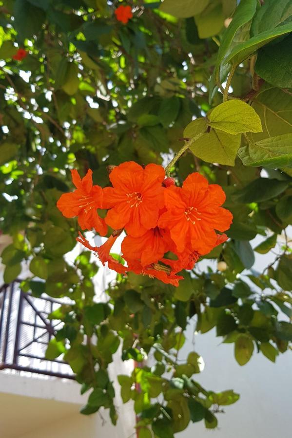 אפרטהוטל גרוס איילט Cap Cove Saint Lucia מראה חיצוני תמונה